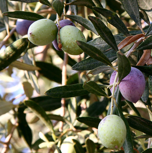Zeytin